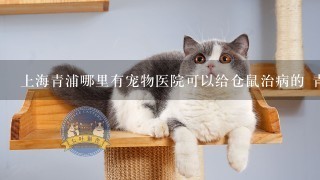 上海青浦哪里有宠物医院可以给仓鼠治病的 青浦镇上