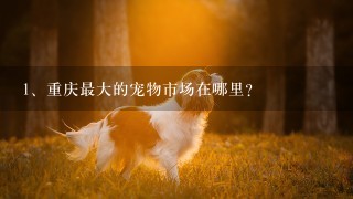 重庆最大的宠物市场在哪里？