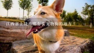 江西省上饶市哪有卖宠物狗的地方