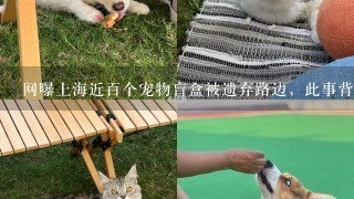 网曝上海近百个宠物盲盒被遗弃路边，此事背后到底有