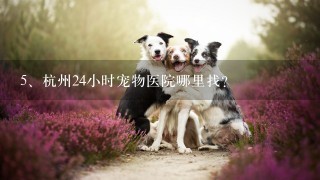 杭州24小时宠物医院哪里找？