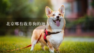 北京哪有收养狗的地方？