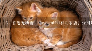 香港宠物店-i love rabbit有几家店？分别是哪里？总