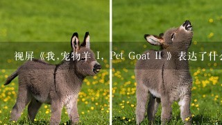 视屏《我,宠物羊 I, Pet Goat II 》表达了什么?