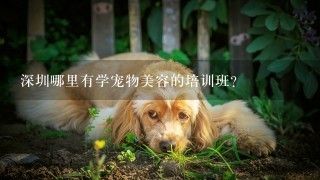深圳哪里有学宠物美容的培训班？