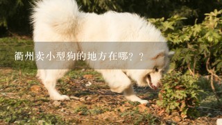 衢州卖小型狗的地方在哪？？