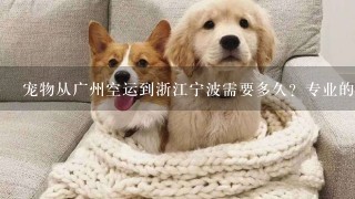 宠物从广州空运到浙江宁波需要多久？专业的宠物客运公司是否会直接把宠物送到家
