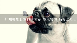 广州哪里有宠物狗领养 要免费的 最好是哈士奇