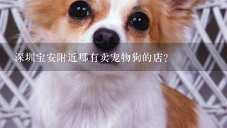 深圳宝安附近哪有卖宠物狗的店?
