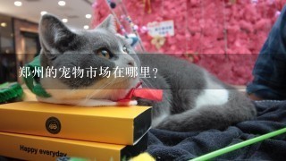 郑州的宠物市场在哪里？