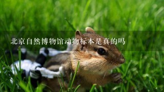 北京自然博物馆动物标本是真的吗
