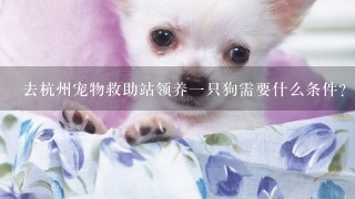 去杭州宠物救助站领养一只狗需要什么条件？那些狗狗有没有问题？要不要注意什么？