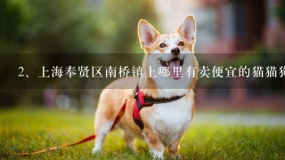 上海奉贤区南桥镇上哪里有卖便宜的猫猫狗狗店？