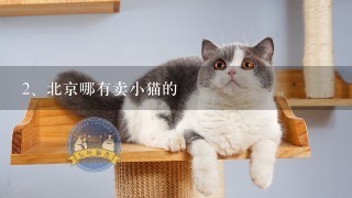 北京哪有卖小猫的