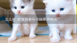 怎么样 把宠物猫从中国带到韩国？