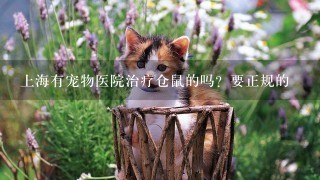 上海有宠物医院治疗仓鼠的吗？要正规的