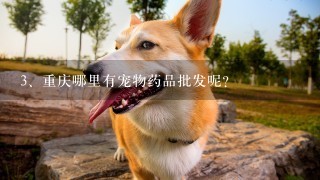 重庆哪里有宠物药品批发呢？
