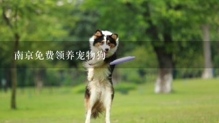 南京免费领养宠物狗