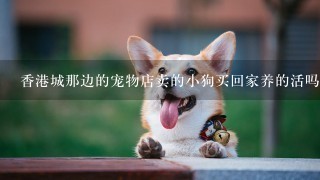 香港城那边的宠物店卖的小狗买回家养的活吗？