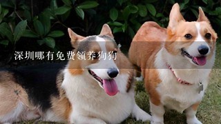 深圳哪有免费领养狗狗