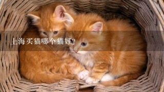上海买猫哪个猫好？