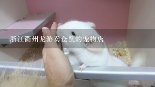 浙江衢州龙游卖仓鼠的宠物店
