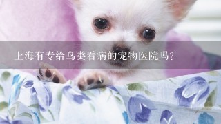 上海有专给鸟类看病的宠物医院吗?