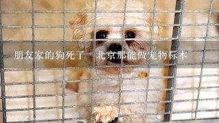 朋友家的狗死了 北京那能做宠物标本