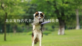 北京宠物店代售小狗狗如何收费
