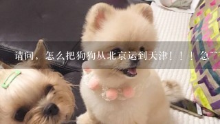 请问，怎么把狗狗从北京运到天津！！！急~~~~