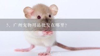 广州宠物用品批发在哪里？