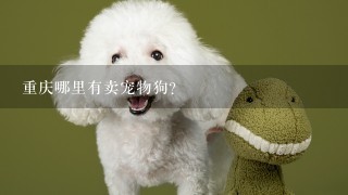 重庆哪里有卖宠物狗？
