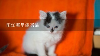 阳江哪里能买猫