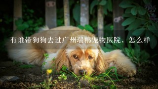 有谁带狗狗去过广州瑞鹏宠物医院，怎么样