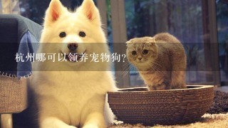 杭州哪可以领养宠物狗?
