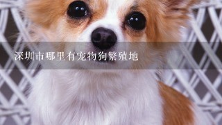 深圳市哪里有宠物狗繁殖地