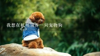 我想在杭州领养一只宠物狗