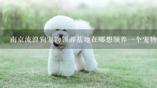 南京流浪狗宠物领养基地在哪想领养一个宠物