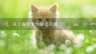 从上海带宠物猫去美国