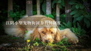 江阴小型宠物狗饲养有何制度