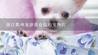 浙江衢州龙游卖仓鼠的宠物店