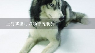 上海哪里可以领养宠物狗