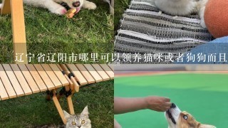 辽宁省辽阳市哪里可以领养猫咪或者狗狗而且是健康的