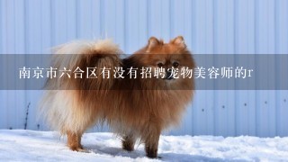 南京市六合区有没有招聘宠物美容师的r