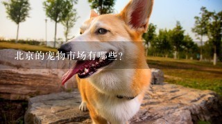 北京的宠物市场有哪些？