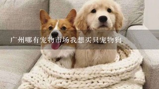 广州哪有宠物市场我想买只宠物狗