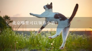 北京哪里可以领养小猫？