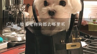 广东一般买宠物狗都去哪里买