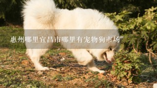 惠州哪里宜昌市哪里有宠物狗市场