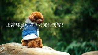 上海哪里可以学习宠物美容？